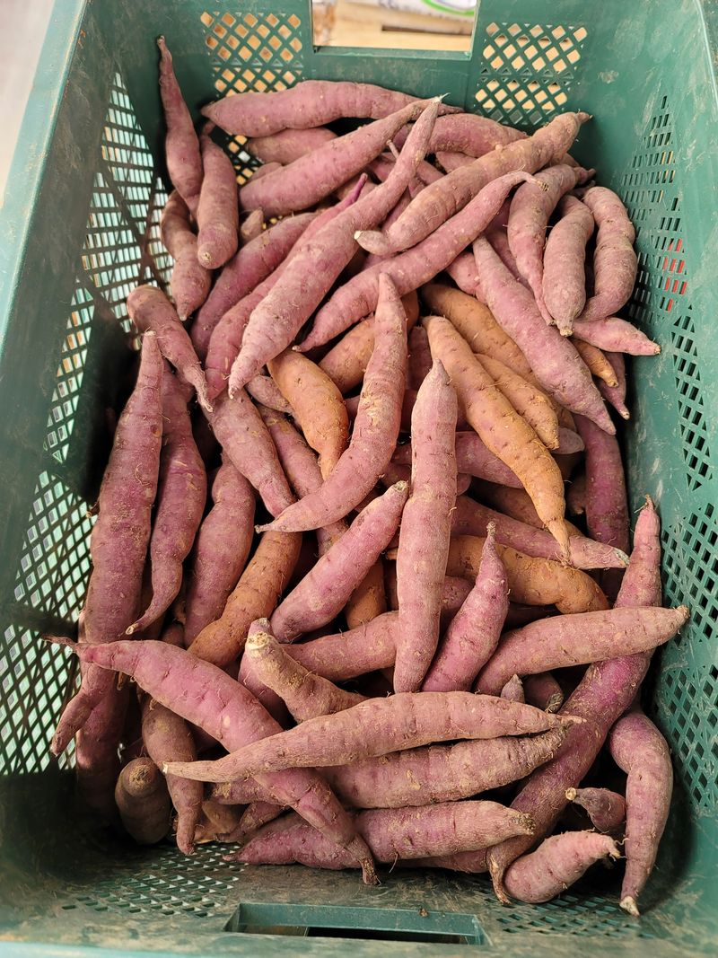 조성인님의 장터 판매 상품 [꿀고구마 (베니하루카) ] 첨부 사진