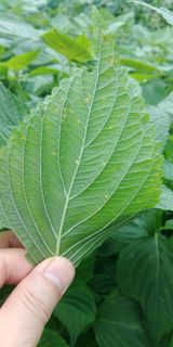 팜모닝 들깨·병해충상담 게시글 이미지