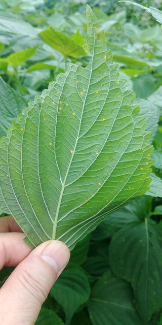 도개님의 들깨 · 병해충상담 작성글 사진