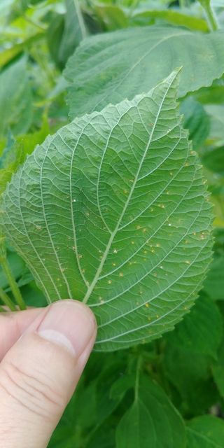 도개님의 들깨 · 병해충상담 작성글 사진