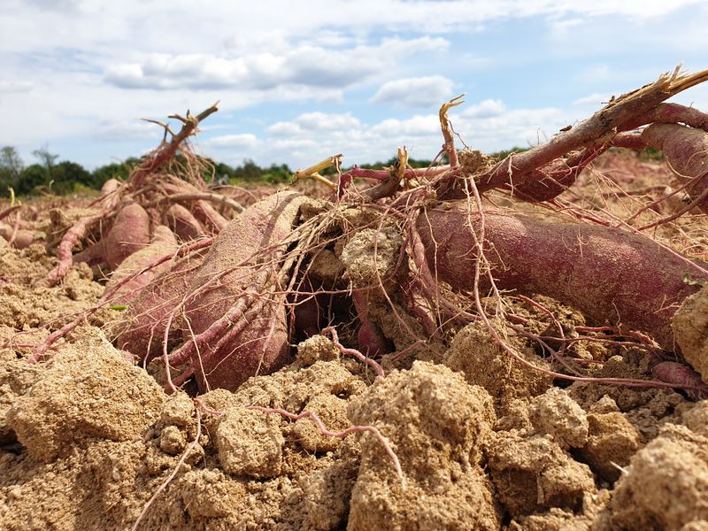 여주꿀고구마,여주쌀님의 장터 판매 상품 [꿀고구마(=베니하루까) 30000원] 첨부 사진