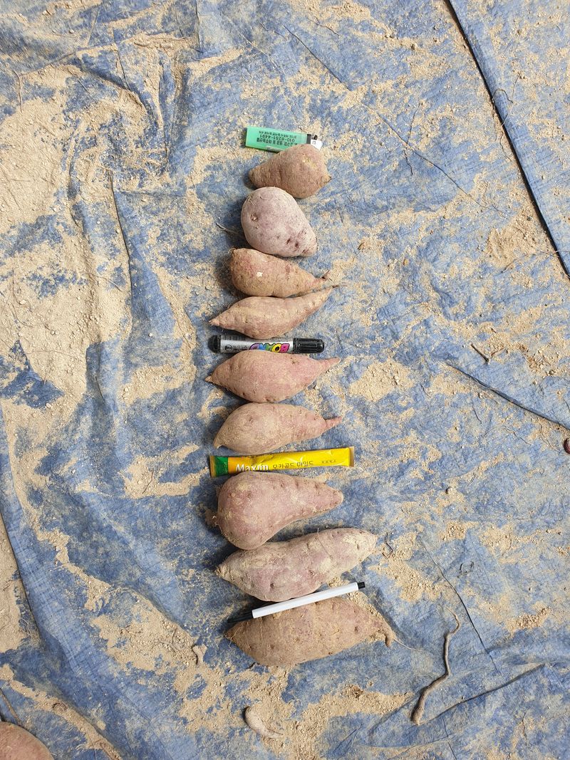 장터 상품 [꿀고구마(=베니하루까) 30000원] 썸네일