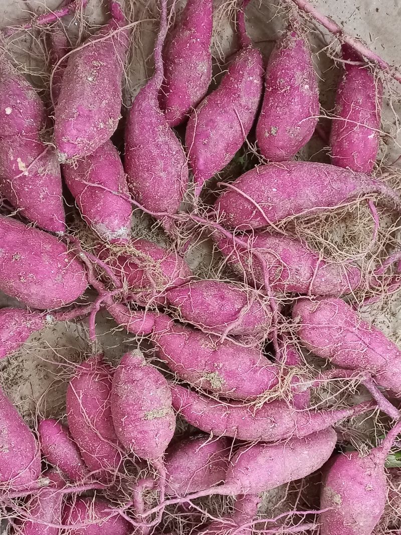 여주꿀고구마,여주쌀님의 장터 판매 상품 [꿀고구마(=베니하루까) 30000원] 첨부 사진