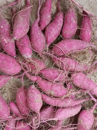 여주꿀고구마,여주쌀님의 작성글 사진