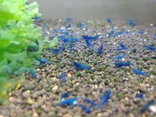 천승준님의 참깨 · 자유게시판 작성글 사진