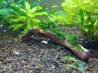 천승준님의 참깨 · 자유게시판 작성글 사진