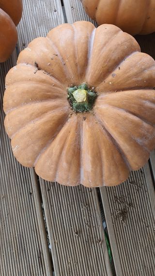 권미현 님의 호박 · 시세•판로 작성글 사진