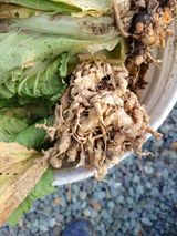 팜모닝 배추·병해충상담 게시글 이미지