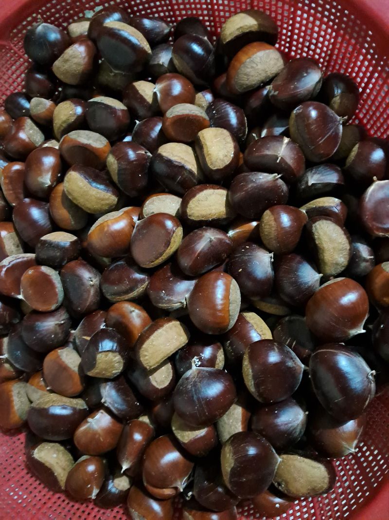 장터 상품 [밤 1kg  7,000원] 썸네일