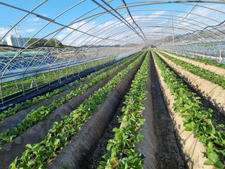 김순남님의 블루베리 · 자유게시판 작성글 사진