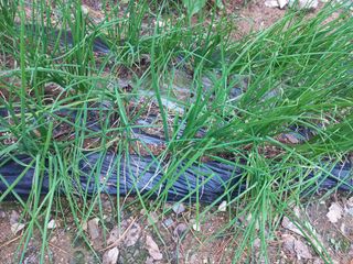 인생은 소풍처럼님의 파 · 병해충상담 작성글 사진