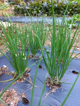 인생은 소풍처럼님의 파 · 병해충상담 작성글 사진