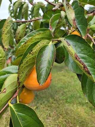 오재오님의 감 · 병해충상담 작성글 사진