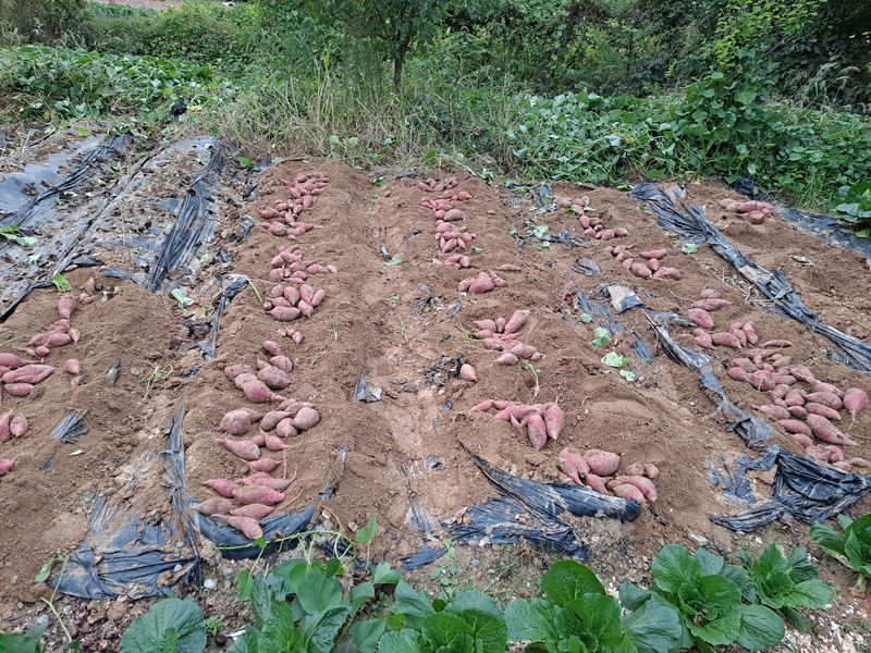 장터 상품 [신품종 호박고구마 호풍미 3키로20000원5키로40000원] 썸네일