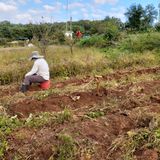 팜모닝 두릅·일상 게시글 이미지