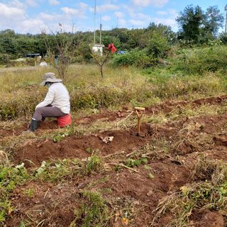 강화홍장군님의 두릅 · 일상 작성글 사진