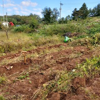 강화홍장군님의 두릅 · 일상 작성글 사진