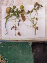 팜모닝 콩·병해충상담 게시글 이미지