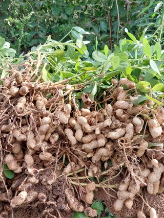 해안로님의 호박 · 자유게시판 작성글 사진