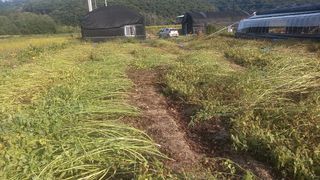 성하 토마토님의 들깨 · 시세•판로 작성글 사진