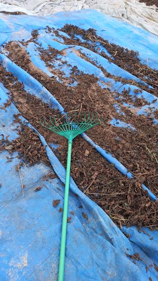 성하 토마토님의 들깨 · 시세•판로 작성글 사진