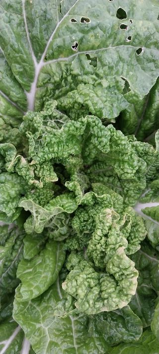 세종감자님의 배추 · 병해충상담 작성글 사진