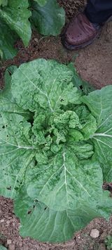 팜모닝 배추·병해충상담 게시글 이미지