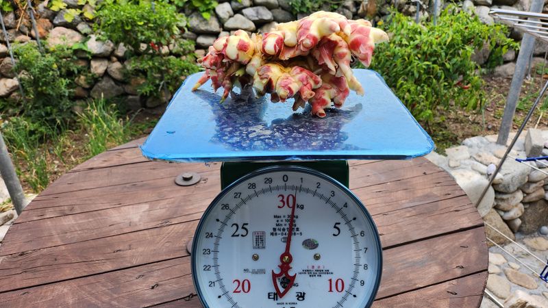 소승수님의 장터 판매 상품 [생강 90,000원/10키로박스] 첨부 사진