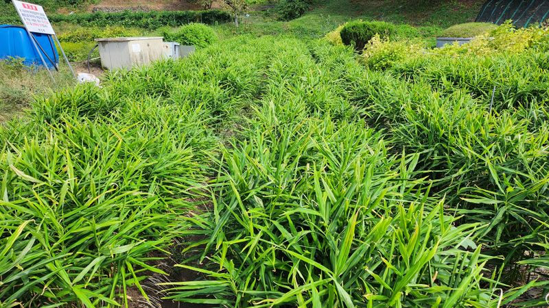 소승수님의 장터 판매 상품 [생강 90,000원/10키로박스] 첨부 사진