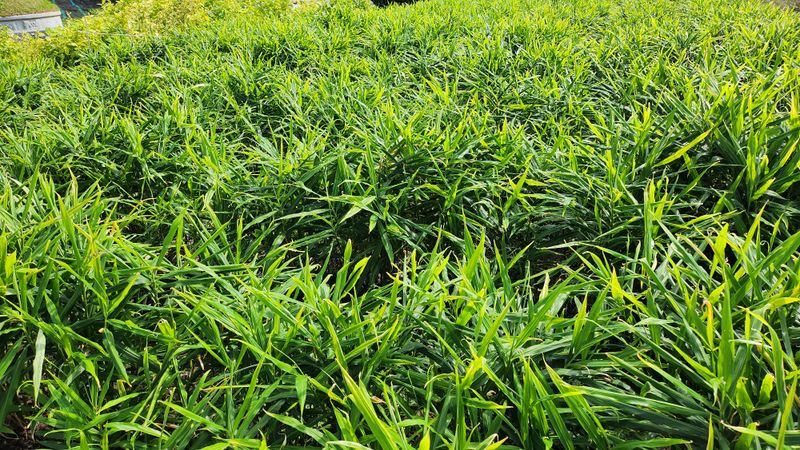 소승수님의 장터 판매 상품 [생강 90,000원/10키로박스] 첨부 사진