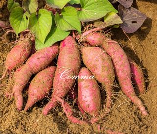 Comma 님의 토마토 · 일상 작성글 사진