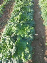 팜모닝 배추·병해충상담 게시글 이미지