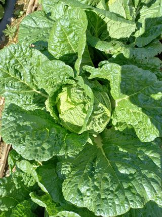 인생은 소풍처럼님의 호박 · 자유게시판 작성글 사진