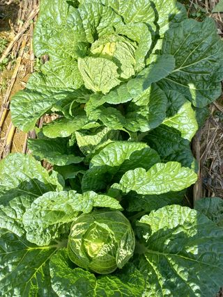 인생은 소풍처럼님의 호박 · 자유게시판 작성글 사진