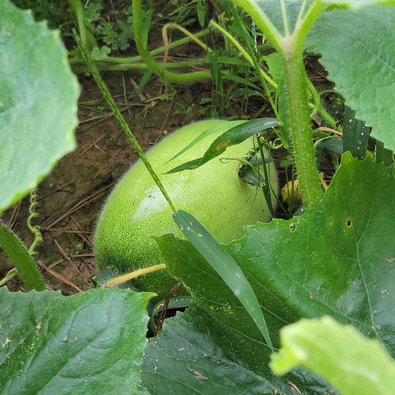 장터 상품 [동아 1kg 4000] 썸네일