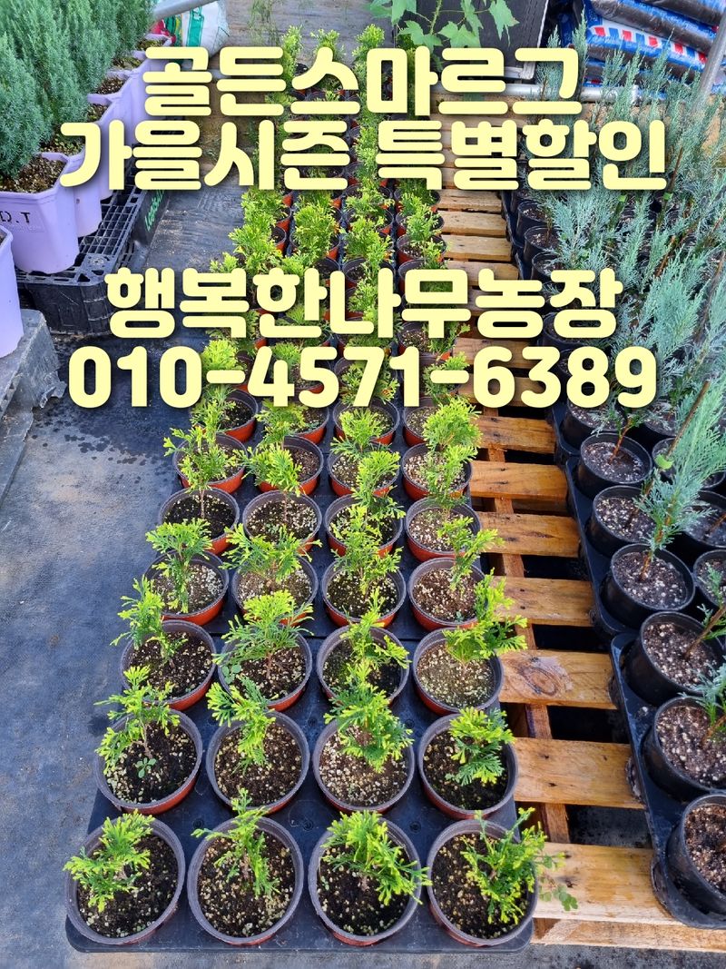 장터 상품 [골든스마르그 120L포트묘 6,500원(수량에 따라 가격조율 가능)] 썸네일