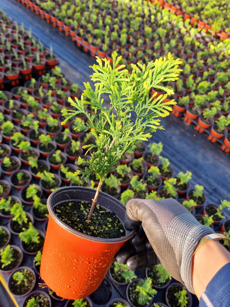 행복한나무농장님의 장터 판매 상품 [골든스마르그 120L포트묘 6,500원(수량에 따라 가격조율 가능)] 첨부 사진