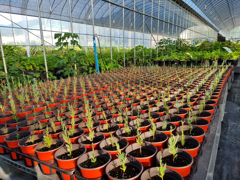 행복한나무농장님의 장터 판매 상품 [골든스마르그 120L포트묘 6,500원(수량에 따라 가격조율 가능)] 첨부 사진