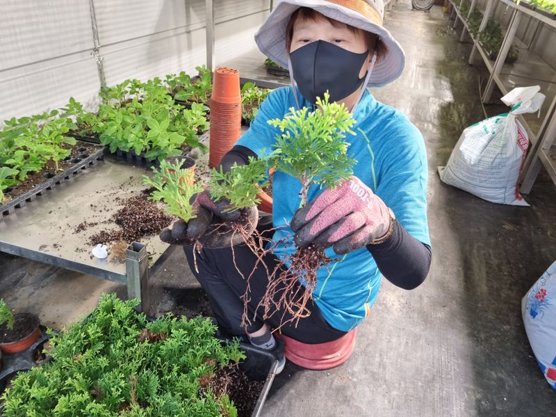 행복한나무농장님의 장터 판매 상품 [골든스마르그 120L포트묘 6,500원(수량에 따라 가격조율 가능)] 첨부 사진