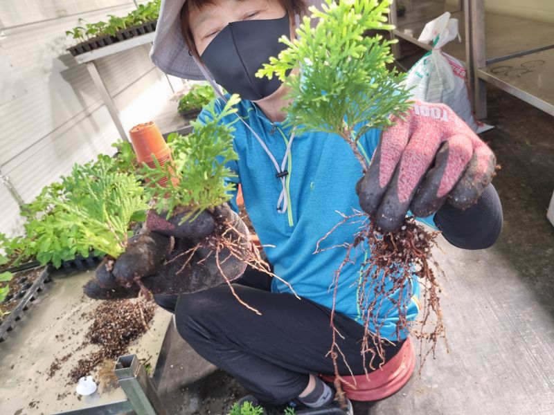 행복한나무농장님의 장터 판매 상품 [골든스마르그 120L포트묘 6,500원(수량에 따라 가격조율 가능)] 첨부 사진