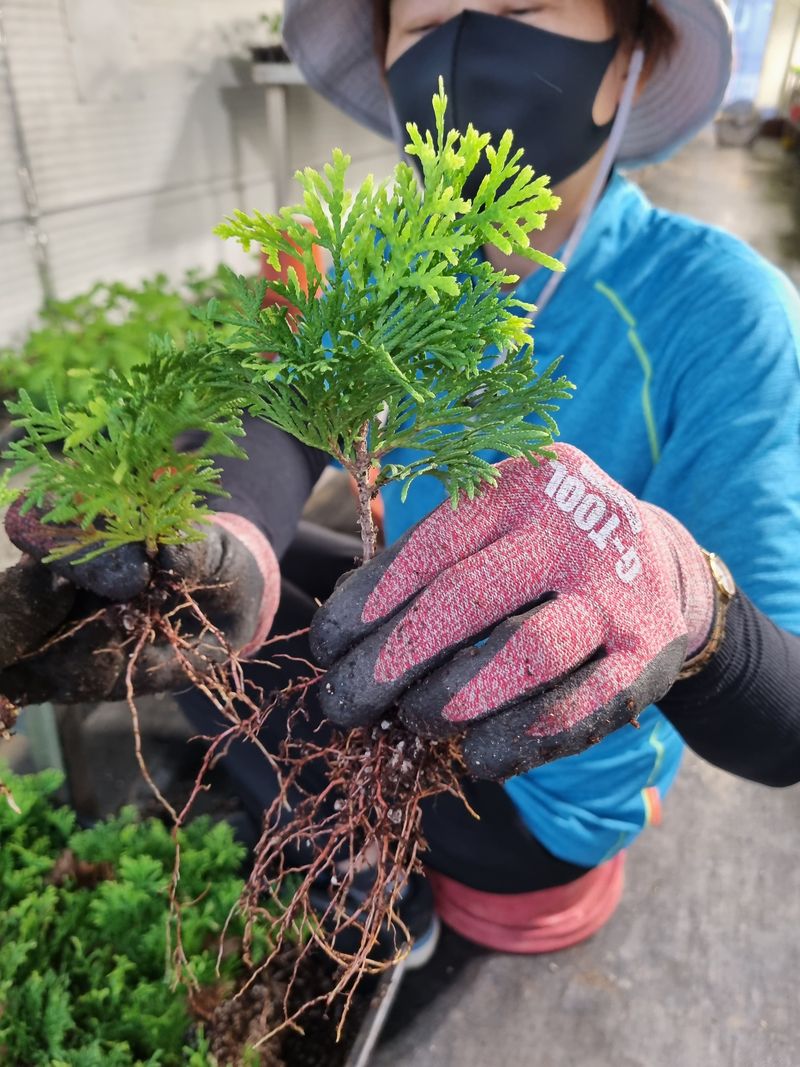 행복한나무농장님의 장터 판매 상품 [골든스마르그 120L포트묘 6,500원(수량에 따라 가격조율 가능)] 첨부 사진