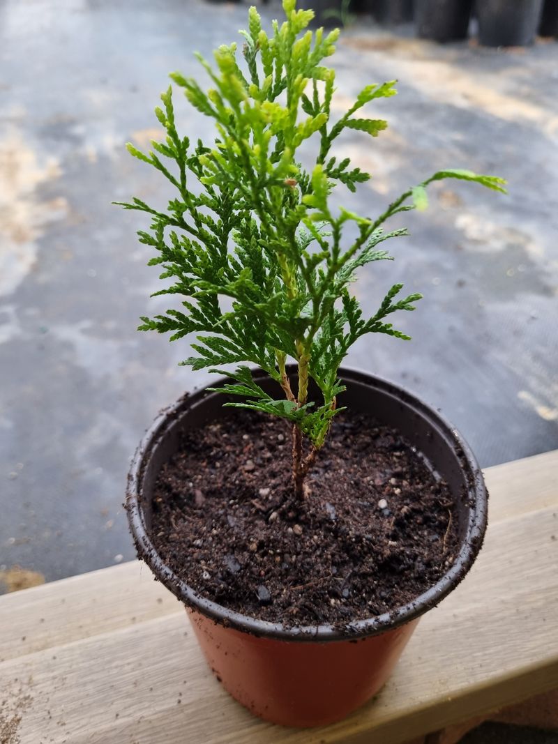 행복한나무농장님의 장터 판매 상품 [골든스마르그 120L포트묘 6,500원(수량에 따라 가격조율 가능)] 첨부 사진