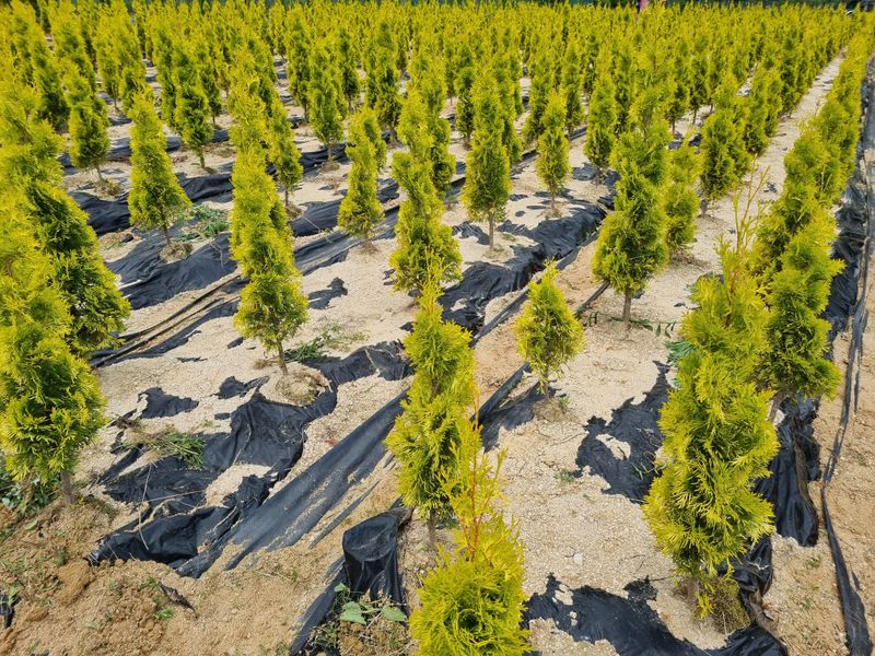 행복한나무농장님의 장터 판매 상품 [골든스마르그 120L포트묘 6,500원(수량에 따라 가격조율 가능)] 첨부 사진