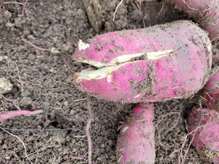 이순명님의 고구마 · 병해충상담 작성글 사진