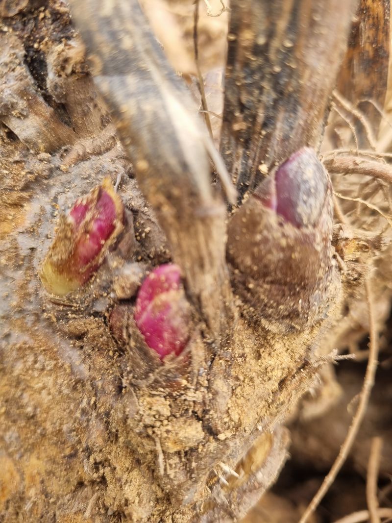 이호성님의 장터 판매 상품 [땅두릅 모종] 첨부 사진