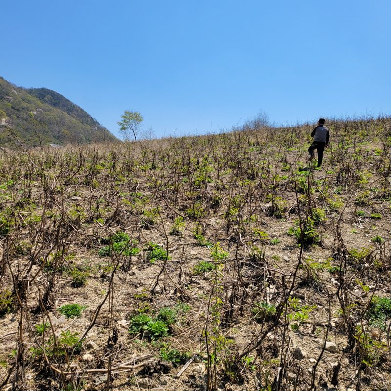 이호성님의 장터 판매 상품 [땅두릅 모종] 첨부 사진