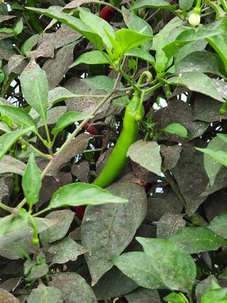 백재명님의 고추 · 병해충상담 작성글 사진