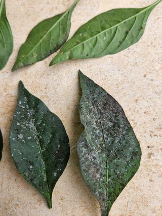 백재명님의 고추 · 병해충상담 작성글 사진