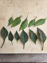 팜모닝 고추·병해충상담 게시글 이미지