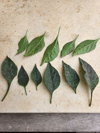 백재명님의 고추 · 병해충상담 작성글 사진